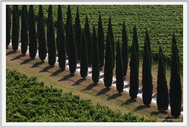 tenuta_di_arceno1782