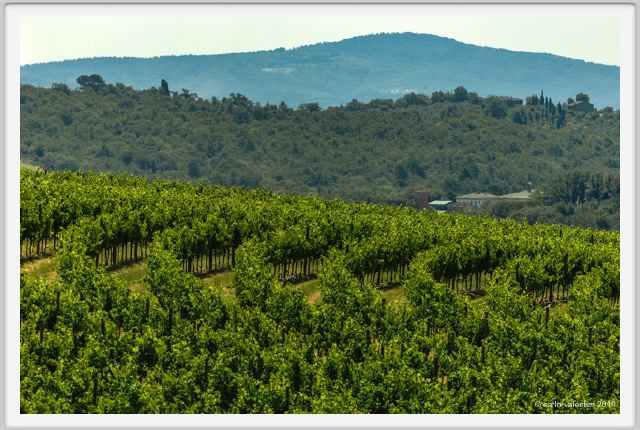 tenuta_di_arceno1789