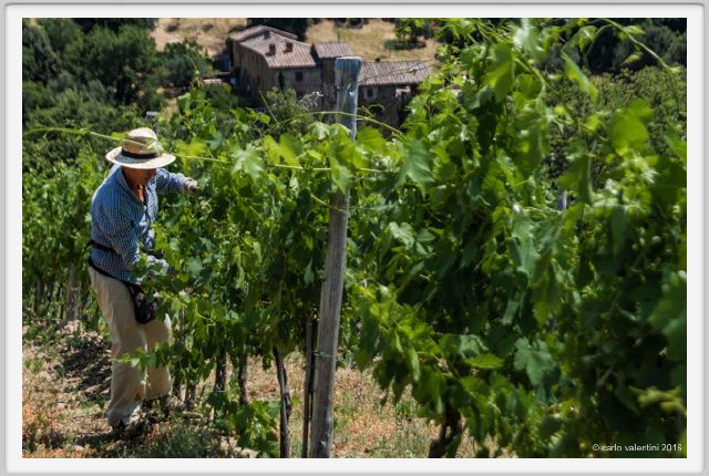 tenuta_di_arceno1795