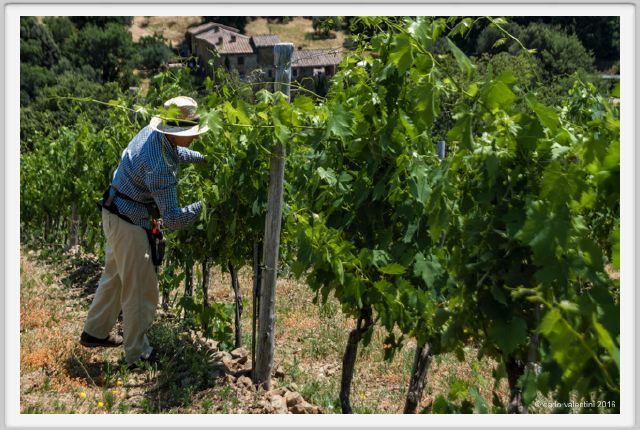 tenuta_di_arceno1797