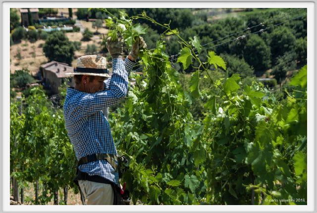 tenuta_di_arceno1799