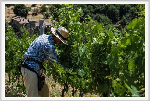 tenuta_di_arceno1800