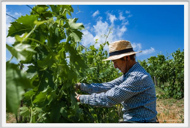 tenuta_di_arceno1812