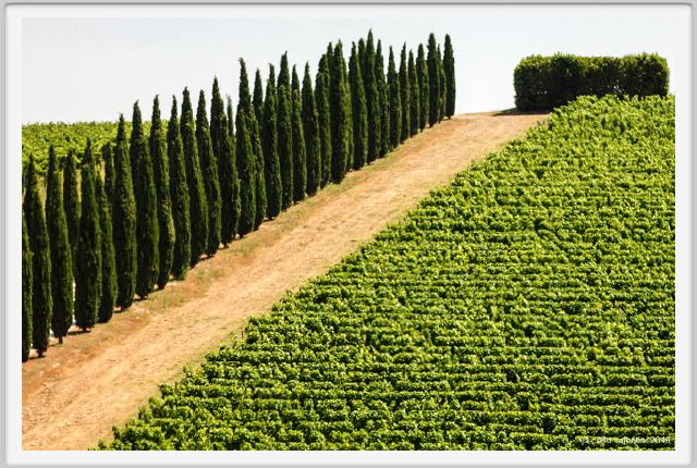 tenuta_di_arceno1739