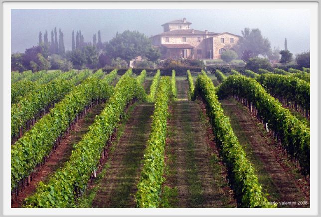 tenuta_di_arceno165