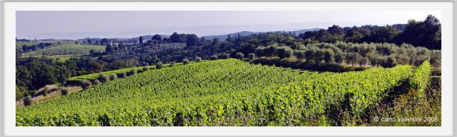 tenuta_di_arceno282