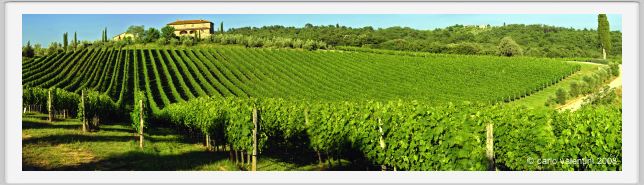 tenuta_di_arceno289