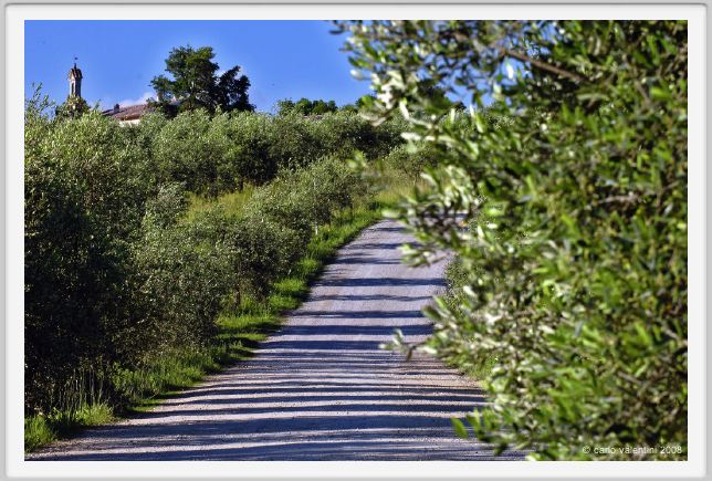 tenuta_di_arceno294