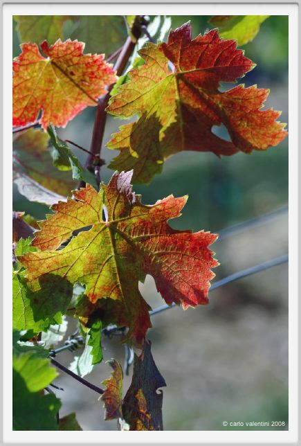 tenuta_di_arceno1133