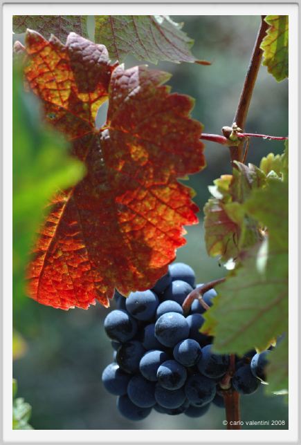 tenuta_di_arceno1135