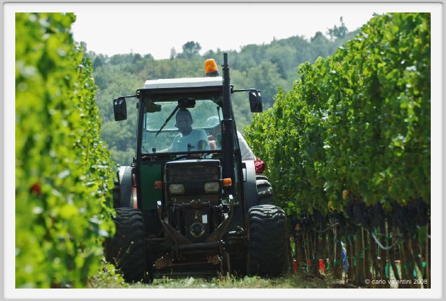 tenuta_di_arceno1137