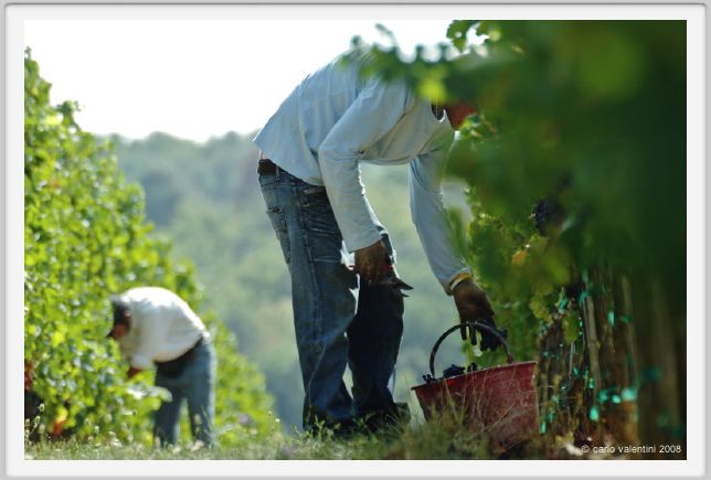 tenuta_di_arceno1138