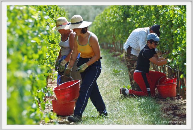 tenuta_di_arceno1143