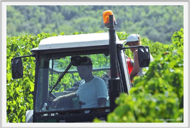 tenuta_di_arceno1149