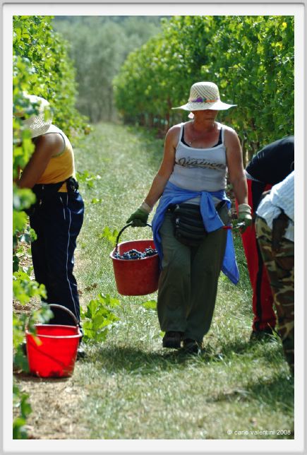 tenuta_di_arceno1151