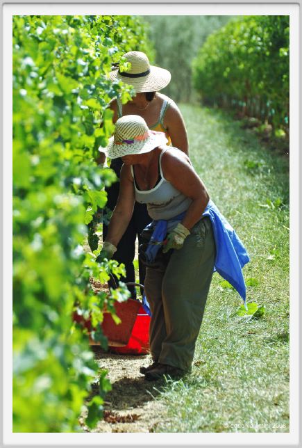 tenuta_di_arceno1152