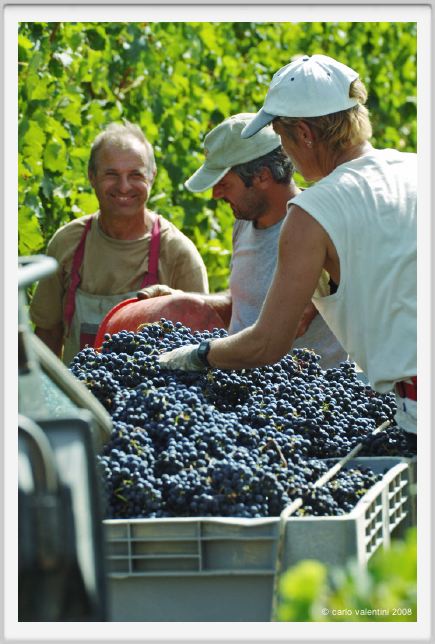 tenuta_di_arceno1160