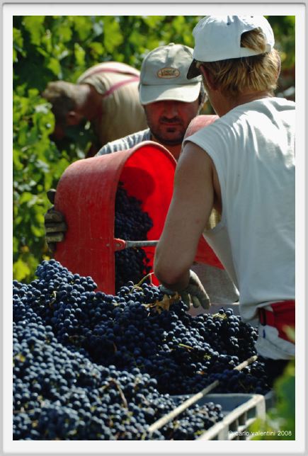 tenuta_di_arceno1163