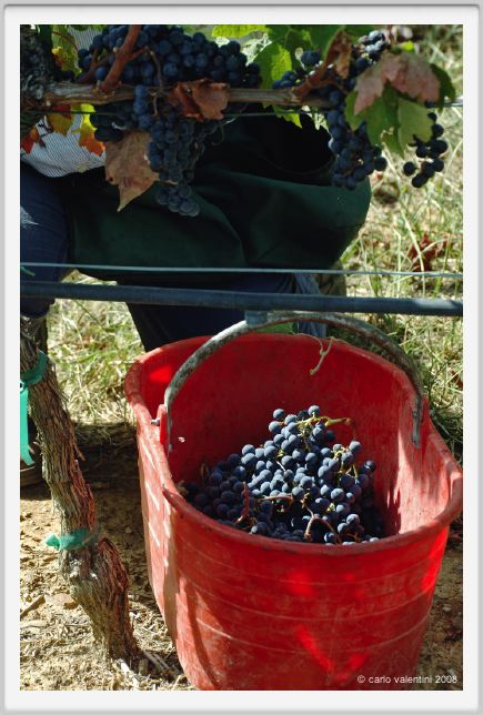 tenuta_di_arceno1164