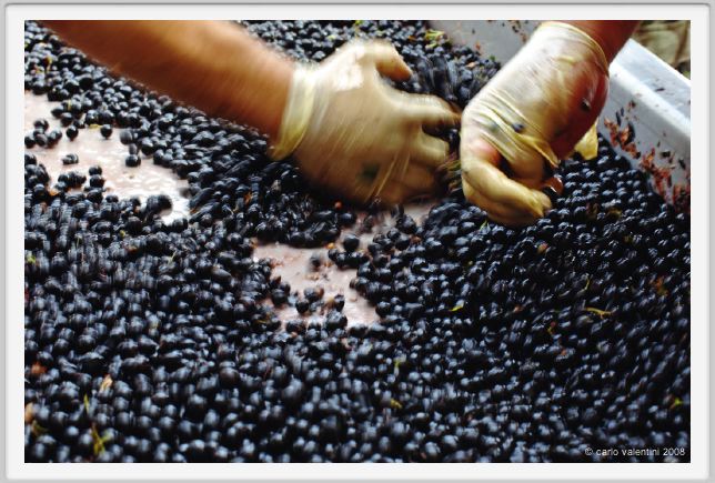 tenuta_di_arceno1106