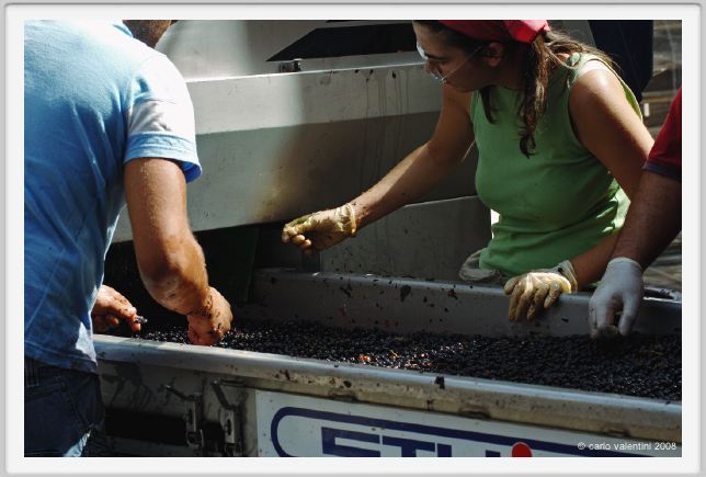 tenuta_di_arceno1107