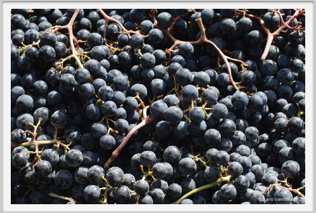 tenuta_di_arceno1113