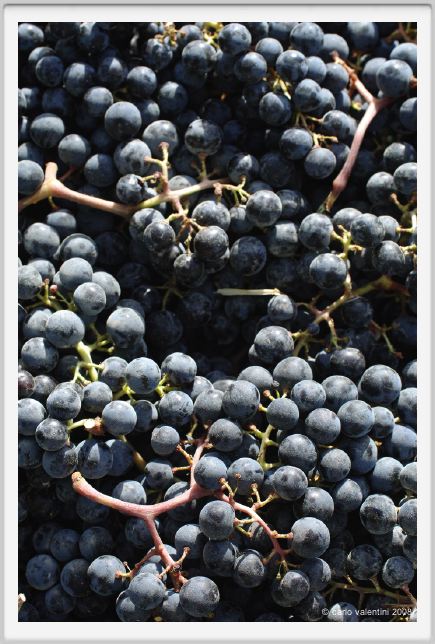 tenuta_di_arceno1114