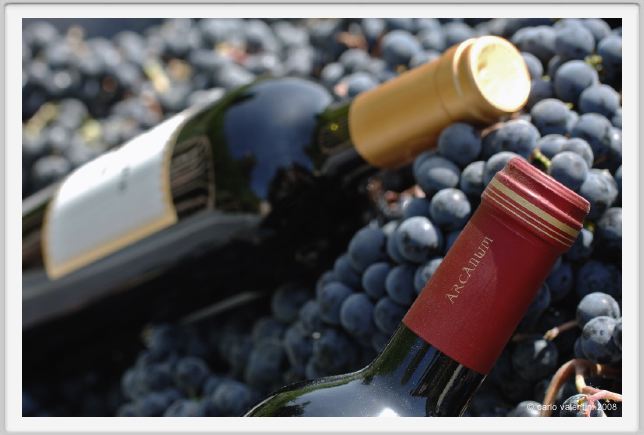 tenuta_di_arceno1119