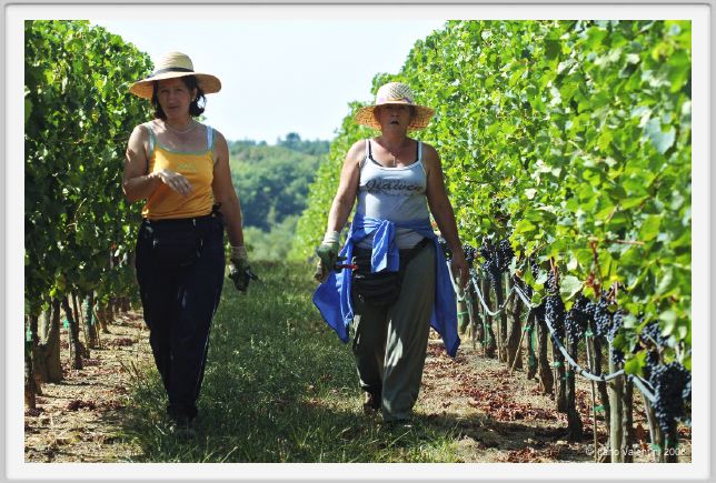 tenuta_di_arceno1001