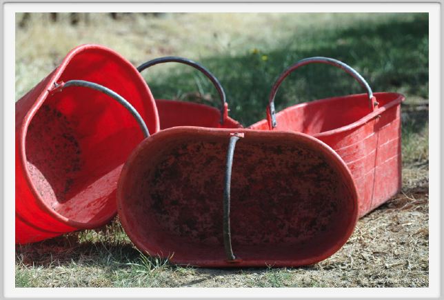 tenuta_di_arceno1002