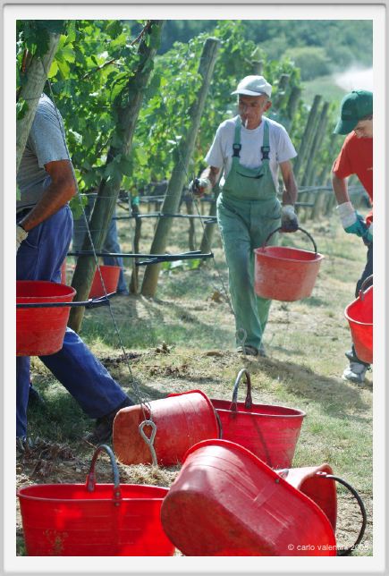 tenuta_di_arceno1006