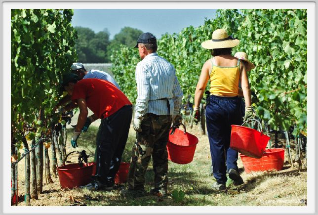 tenuta_di_arceno1021