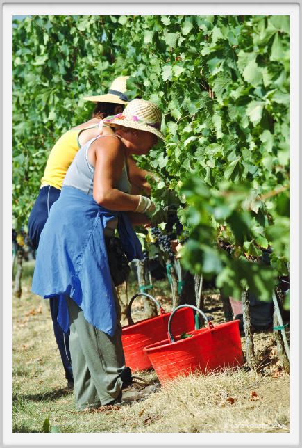 tenuta_di_arceno1023