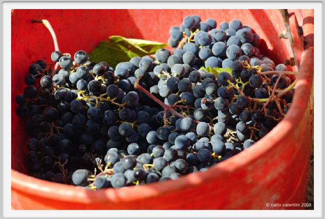 tenuta_di_arceno1024