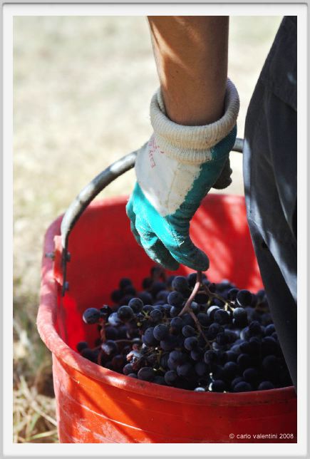 tenuta_di_arceno1025