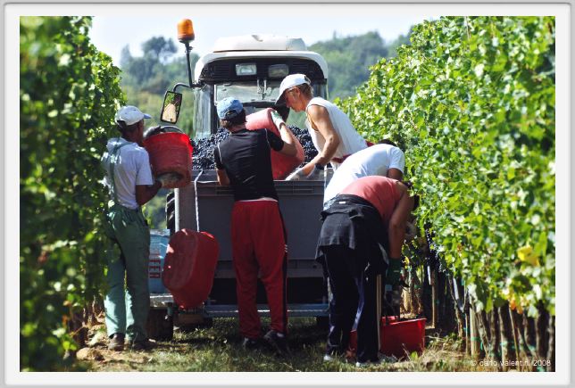 tenuta_di_arceno1028