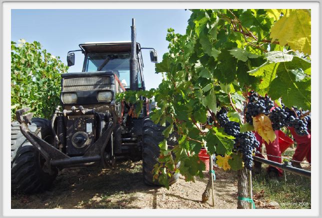 tenuta_di_arceno1035