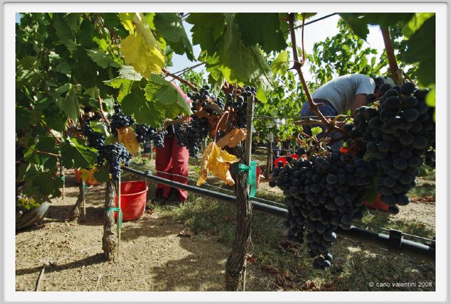 tenuta_di_arceno1036