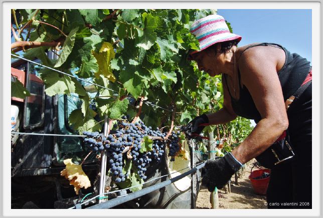 tenuta_di_arceno1041