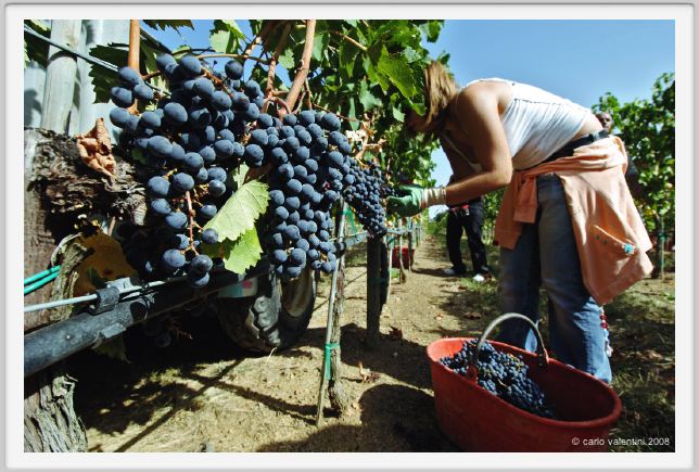 tenuta_di_arceno1044