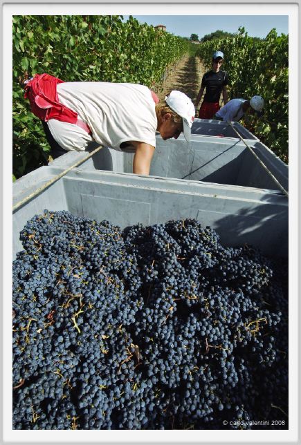 tenuta_di_arceno1045