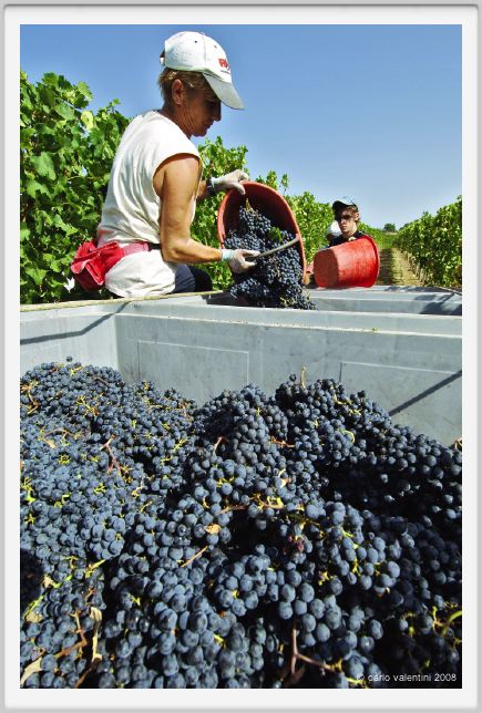 tenuta_di_arceno1049