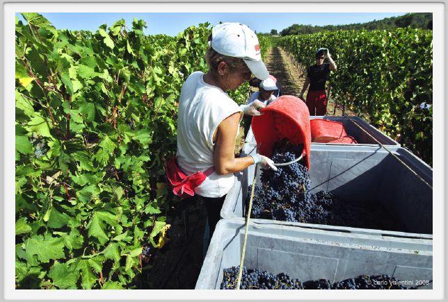 tenuta_di_arceno1053