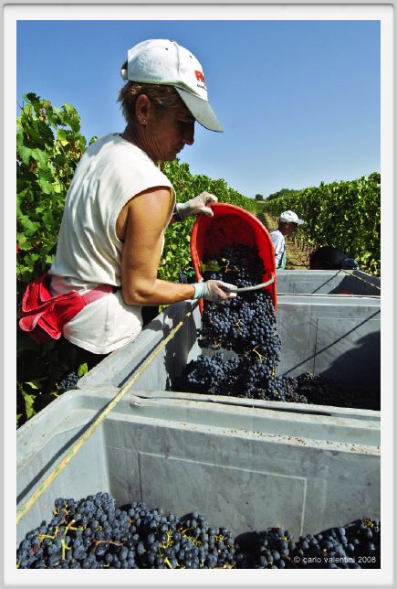 tenuta_di_arceno1054