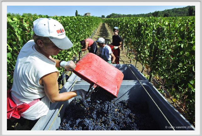 tenuta_di_arceno1057