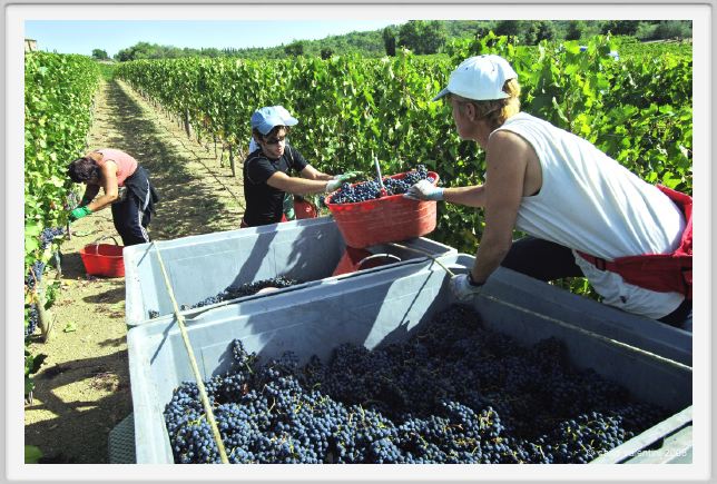 tenuta_di_arceno1061