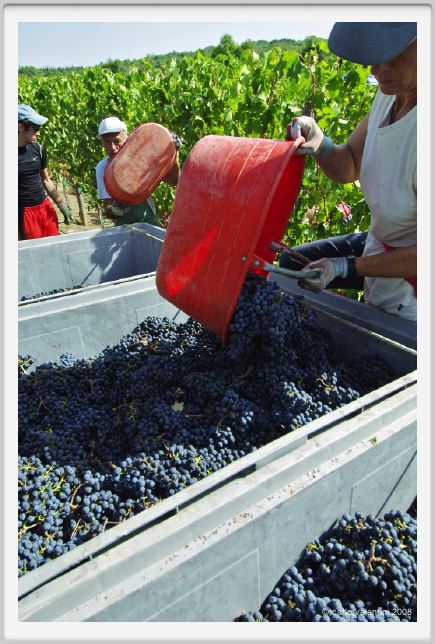 tenuta_di_arceno1067