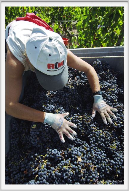 tenuta_di_arceno1070