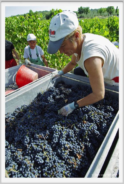 tenuta_di_arceno1071