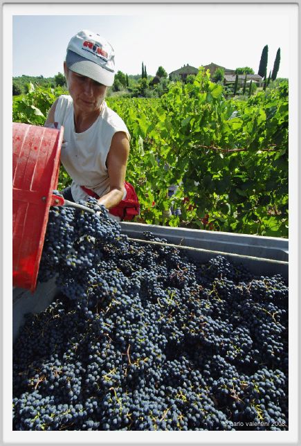 tenuta_di_arceno1074